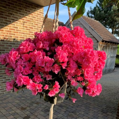 Azalea cascadula 'Bright Fuchsia' - Hardy Evergreen Rhododendron with Hot Pink Double Flowers - Ideal for Hanging Baskets - Low-Maintenance – 1x 19cm Pot by Thompson and Morgan