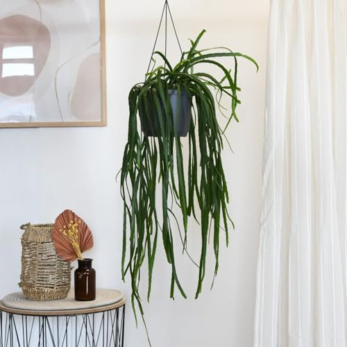 Lepismium bolivianum - Spine-Free Forest Cactus | Unique Trailing Houseplant with Cascading Foliage | Easy Care Indoor Plant | Pinkish White Flowers | 1x 17cm Pot by Thompson and Morgan