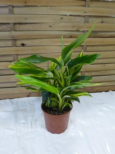 [Palmenlager] - Alpinia zerumbet variegata/Muschelingwer - 80 cm // Topf 21 cm Ø/Zimmerpflanze