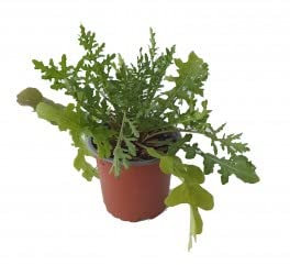 Rúcula - Planta aromatica - planta viva (en maceta 10,5 cm de diametro)