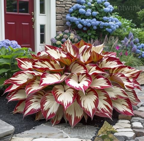 Fresh 100Pcs White Red Hosta Plant Seeds