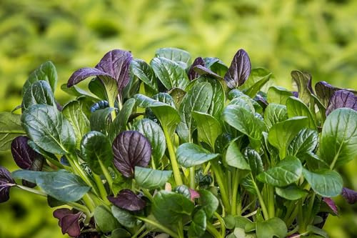 Komatsuna Mustard Green Seeds aka “Mustard Spinach” – Mild, Spinach-Like Leaves for Stir Fry, Salads, and Canning | Brassica rapa VAR. perviridis | Liliana's Garden |