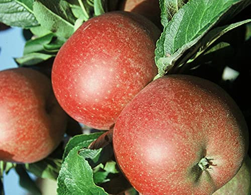 Apfelbaum `Roter Berlepsch´, alte Apfelsorte, Buschbaum, 120-140cm im 10L Topf