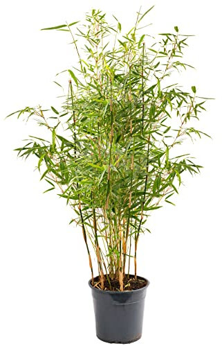 Fargesia Pingwu - Hardy Non-Invasive Clumping Garden Plant Bamboo, Year-Round Dark Green Foliage, Ideal for Screening and Suitable for UK Climate (90-110CM (Incl. Pot))