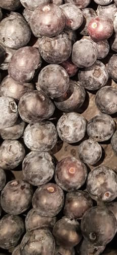 Vaccinium corymbosum 'Patriot' / Myrtillier 'Patriot/Godet/Fruitier