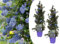 Plant in a Box - Ceanothus thyrsiflorus Repens - 2er Set - Blücht im Frühjahr - Glänzende Blätter - Boden-Blauschwingel - Topf 17cm - Höhe 60-70cm