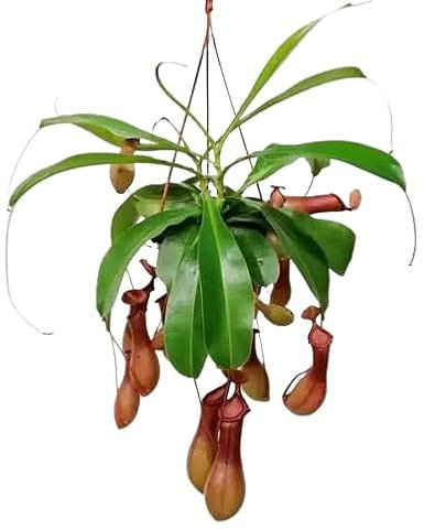 Nepenthes Especie 'Alata' Planta Grande Carnívora Interior y Exterior
