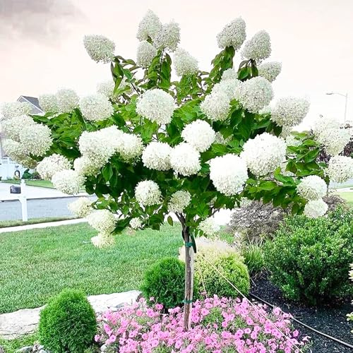 Freiland-Hortensie, Rispenhortensie Grandiflora im topf, 1 Pflanze, weiße Blumen, Hydrangea paniculata, winterhart & mehrjährig, blühend, Schnittblume, pflegeleicht, grün, limette, Garten Hortensien