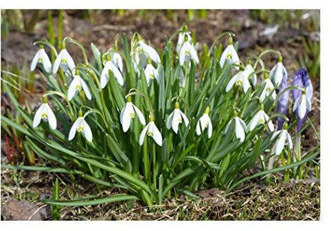 Oliwier's Bulbs 20x Single Snowdrop Galanthus Woronowii Early Spring Flowering Autumn Planting Bulbs Garden Perennial Plants White Flowers