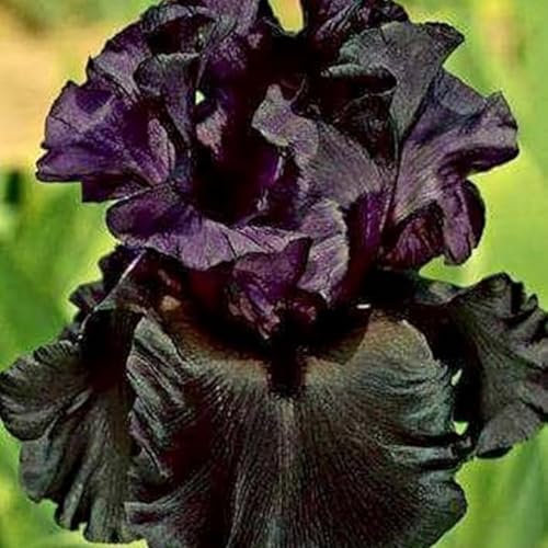 Iris Bulbs for Planting Now UK Ornamental Perennial Excellent Display Plant Bulbs Greening Flower Perennial Good for Containers Natural Organic Easy Plant-3Bulbs-J