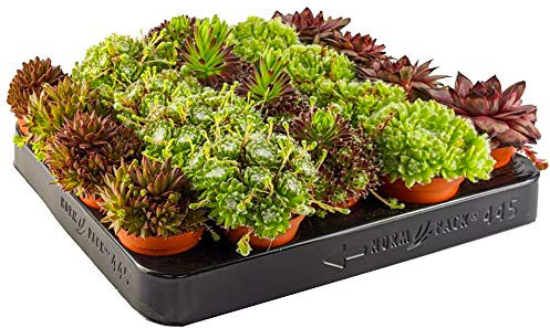 Gardeners Dream 10er 'Sempervivum' Sukkulenten Topf Set - Hauswurz Echte Pflanzen Winterhart Mix - Bodendecker Winterhart Mehrjährig Sortiment - Winterharte Kübelpflanzen - Steingarten Pflanzen Set