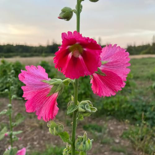 100 graines de fleurs de rose trémière fraîches et neuves
