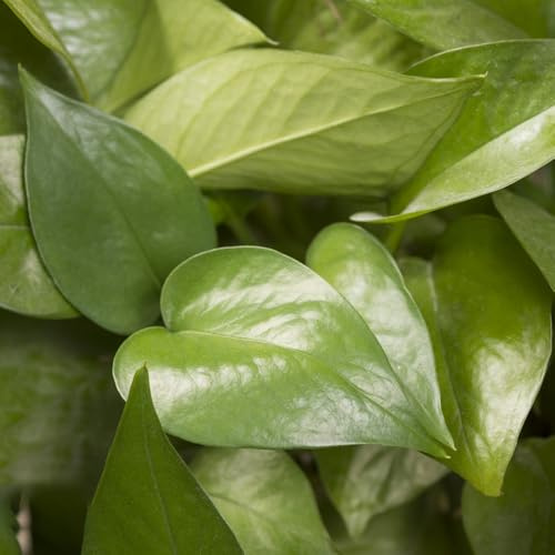 Pothos interno - semi semi di giardino resistenti in -Serie Rara- decorazione edera sospesa resistente per 120 pezzi