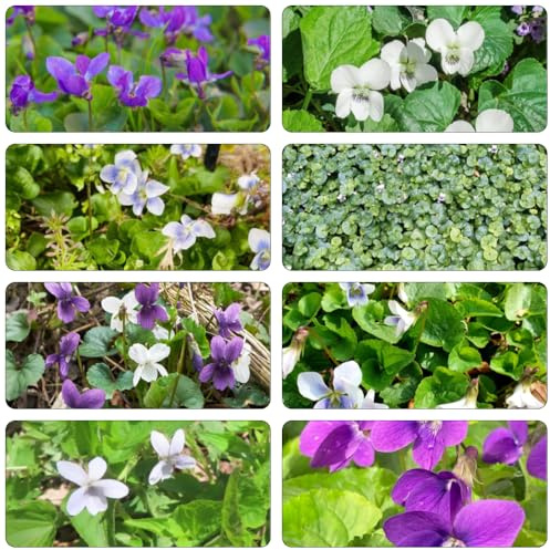 Duftveilchen balkonpflanzen frühlingsblumen pflanzensamen balkon deko winterharte stauden für pralle sonne gartenkräuter bodendecker winterhart mehrjährig blumenbeet balkon 20samen