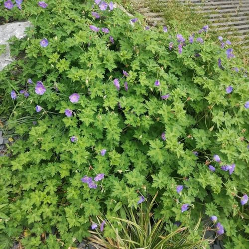 geranios, geranios - de interior purificadoras de aire exóticas balcones elevados cobertura del suelo jardín, oficina silvestres raras 400semillas