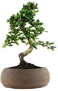 Carmona Bonsai - Pianta del Tè del Fukien - Pianta Vera per Interni ed Esterni - Altezza 35 cm - Vaso artigianale di Terracotta, Marrone