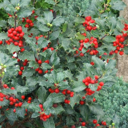 Stechpalme 'Blue Angel', 50er-Set, grünes Blatt & rote Beeren, Topf 5 Liter