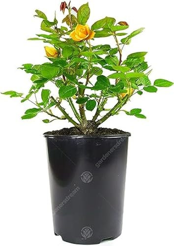 Atemberaubende gelbe Topfrose | Premium-Gartenrosen mit farbenfrohen Sommerblumen