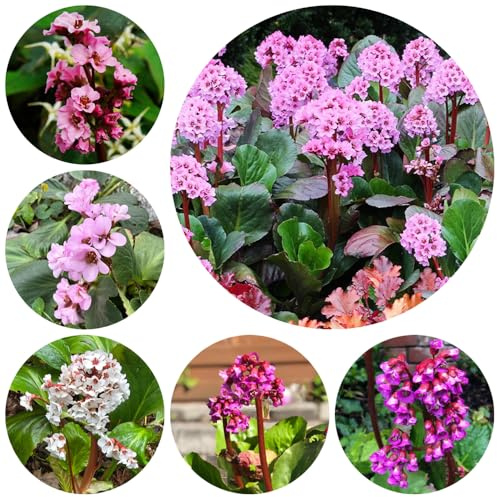 Semillas resistentes de Bergenia - jardín rocas, balcón variedades tradicionales interior 250pcs