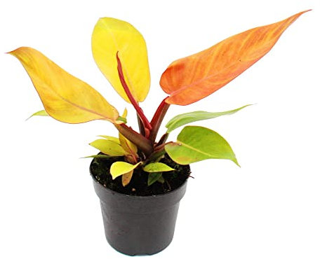 exotenherz - Philodendron Prince of Orange Ami d'arbre Pot de 14 cm