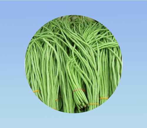 5 graines haricot long yard -metro - Yardlong beans - Haricots kilomètre ou haricots mètres