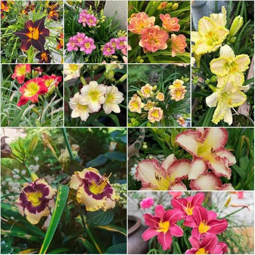 taglilien garden exotische Seltene Serie zimmerpflanzen stauden winterhart mehrjährig blumensamen gartenpflanzen pflanztopf pflanzensamen 50samen