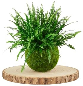 Planta Viva de Interior en Kokedama de Helecho Natural – Decoración Artesanal | DECOALIVE