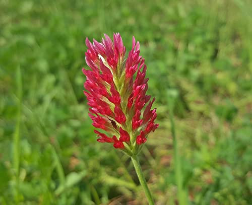 100g Crimson Clover Green Manure Seeds Fix Nitrogen & Improve Soil Structure