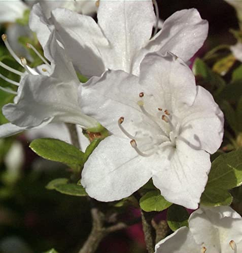 Japanische Azalee Schneesturm 25-30cm - Rhododendron obtusum - Zwerg Alpenrose - lebende Gartenpflanze aus den Baumschulen