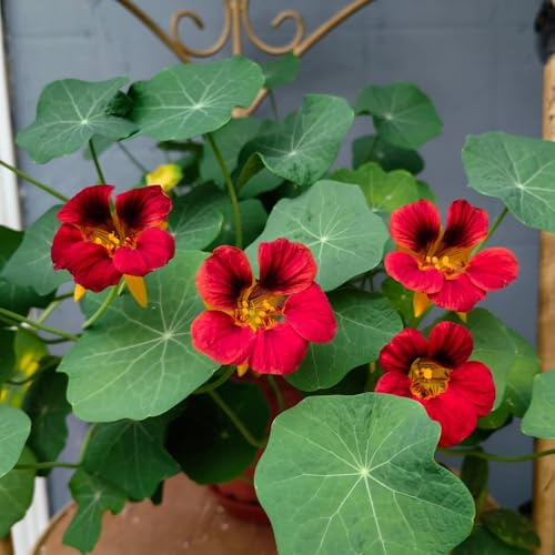semillas de capuchina trepadora - decorativas para balcón primavera Cama elevada 300pcs