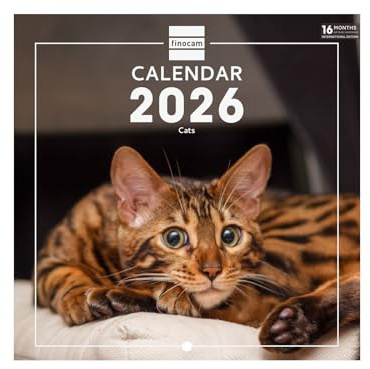 Finocam - Wall Calendar 2026 18x18 cm Month to View January - December 2026 + Sep.- Dec. 2025 (4 months) reduced | Calendar 2026 | Images Cats - International