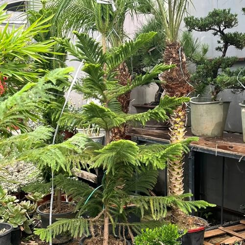 araucaria araucana - stauden winterhart mehrjährig blumengarten kräutergarten balkongarten bonsaibaum gartenpflanze bonsai topf grünpflanzen exotische zimmerpflanzen gewächshaus 15samen