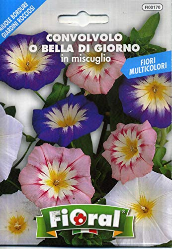 Sementi da fiore di qualità in bustina per uso amatoriale (CONVOLVOLO O BELLA DI GIORNO IN MISCUGLIO)