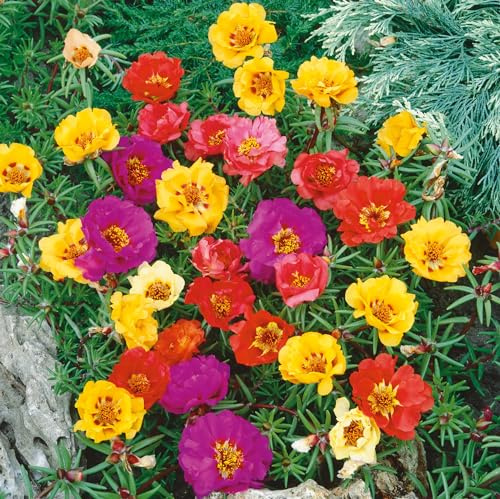 Semi fiori PORTULACA DOPPIA MIX In Busta Ermetica MADE IN ITALY Qualità superiore con 95% di germogliazione con istruzioni