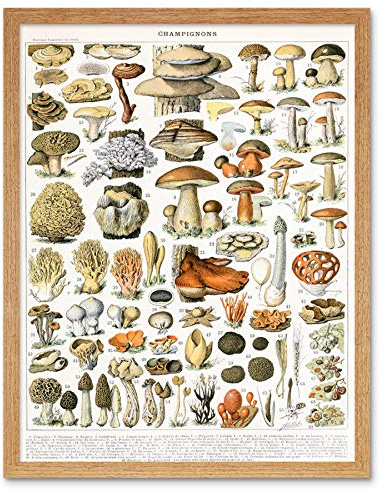 Artery8 Millot Natur Enzyklopädie Seite Pilze Vielfalt Gerahmter Druck 30x40 cm
