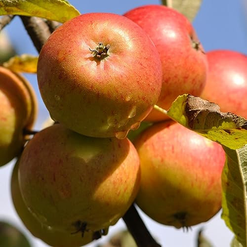 Apple Cox’s Orange Pippen Tree | Patio Fruit Tree | Plants Outdoor Garden Ready | Grow Your Own Fresh Fruit | Garden Plant in 7.5L Pot 4-5ft Height