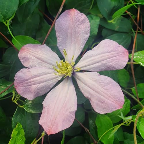 Clematis Ai-Nor 1L - Es ist einfach zu züchten und vielseitig einsetzbar