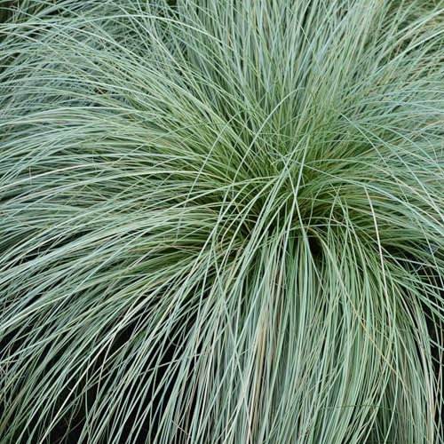 GreenboutiQ - Ziergräser - Carex comans Frosted Curls - Grün - 2 Pflanzen - Immergrün - Wenig Pflege - Topf 17cm Höhe 50cm