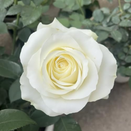 semillas de rosal - raras, decoración de salón de rosal silvestres de balcón, cortadas macizos 220pcs