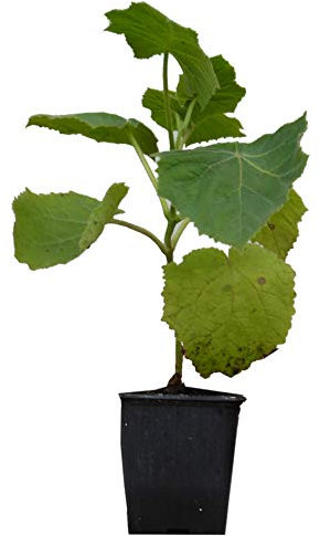 Seedeo® Blauglockenbaum (Paulownia tomentosa) Jungpflanze