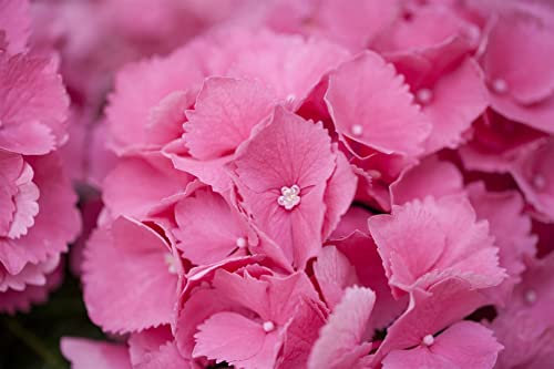 Hydrangea macrophylla 'Schöne Bautznerin' 30-40 cm – Winterhart & Mehrjährig & Pflegeleicht – Bauernhortensie – Zierstrauch für Beet & Kübel