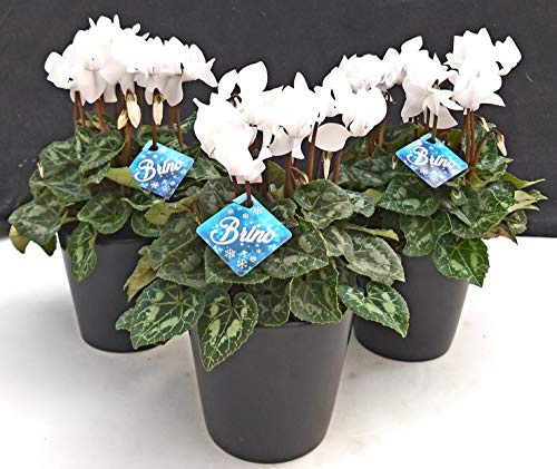 POWERS TO FLOWERS - CICLAMINO BRINO BIANCO 3 PIANTE, IN VASO CERAMICA NERO OPACO, piante vere