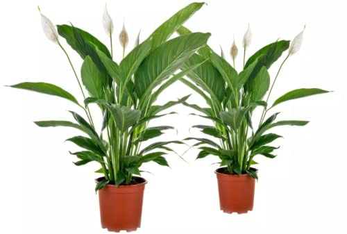 Lirio de la Paz Pack de Dos Plantas de Spathiphyllum