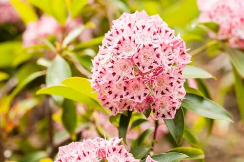 Berglorbeer Kalmia latifolia Moyland 15-20 cm winterhart immergrün