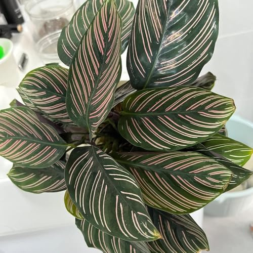 Semillas de calathea, semillas de arrurruz, decoración de salón, plantas de oficina. Semillas de plantas de Calathea - semillas de bonsái, decoración de plantas semillas de plantas de 10pcs
