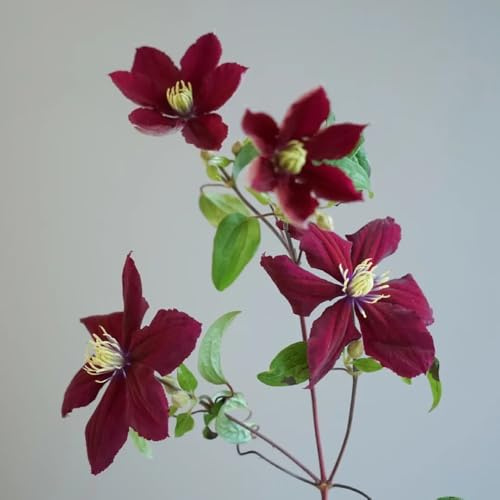 Semillas de Clematis, resistentes para el jardín Clemátide florida, de balcón de jardin 80pcs