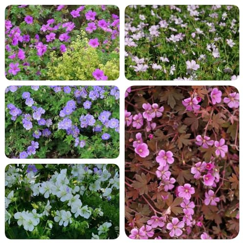 Semillas de geranio, raras Geranio wilfordii, semillas de jardín de rocas resistentes 800pcs