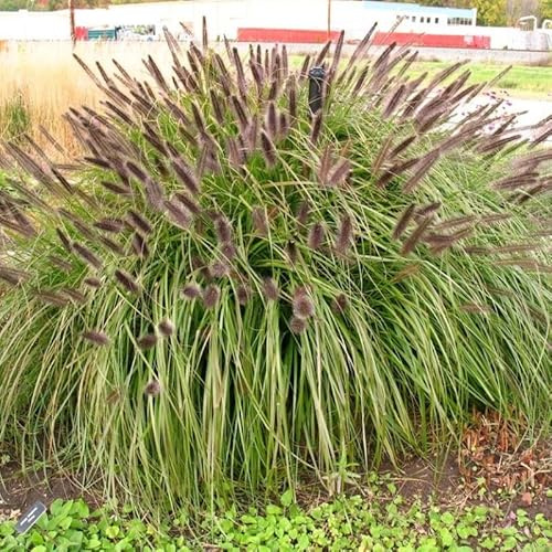 6 x Lampenputzergras Schwarze Blüte – Pennisetum alopecuroides 'Black Beauty' – Winterhartes Ziergras im 9x9 cm Topf (5-10 cm Höhe) – Pflegeleicht & Mehrjährig