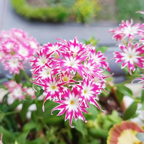 Phlox de alfombra - flox subulata decoración semillas de verano jardín rocas semillas decorativa cama elevada prados silvestres reales 1500pcs