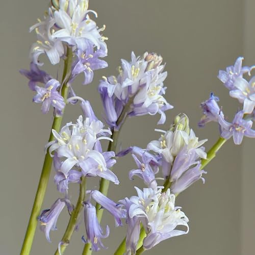 semillas de campanilla azul, resistentes al aire libre de perennes, sombra de para bancales elevados 450pcs
